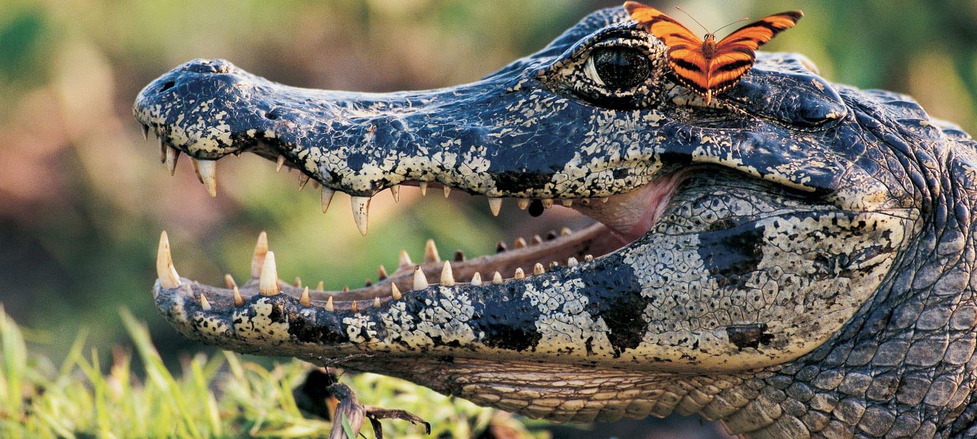 Esteros del inbera argentina iguazu