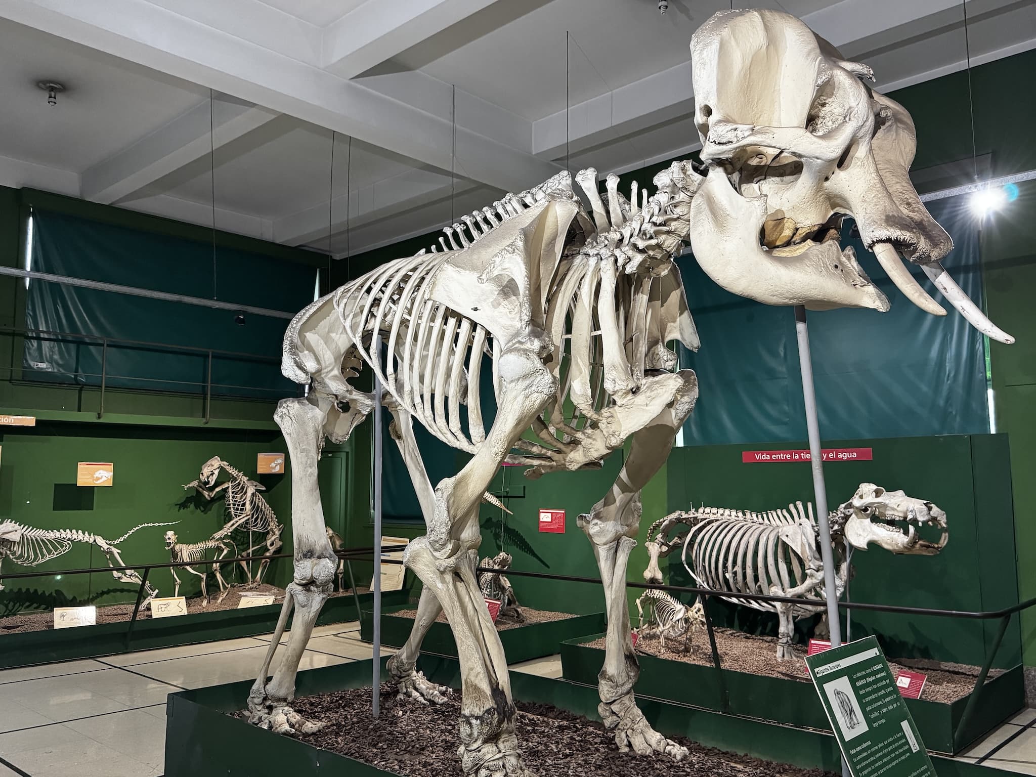 Bernardino Rivadavia Mammals